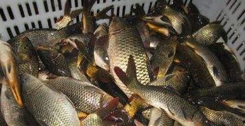 鲤鱼养殖爆料视频大全集,视频大全集深度解析  第1张